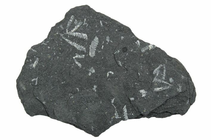 Fossil Graptolite (Didymograptus) Cluster - Wales #353827